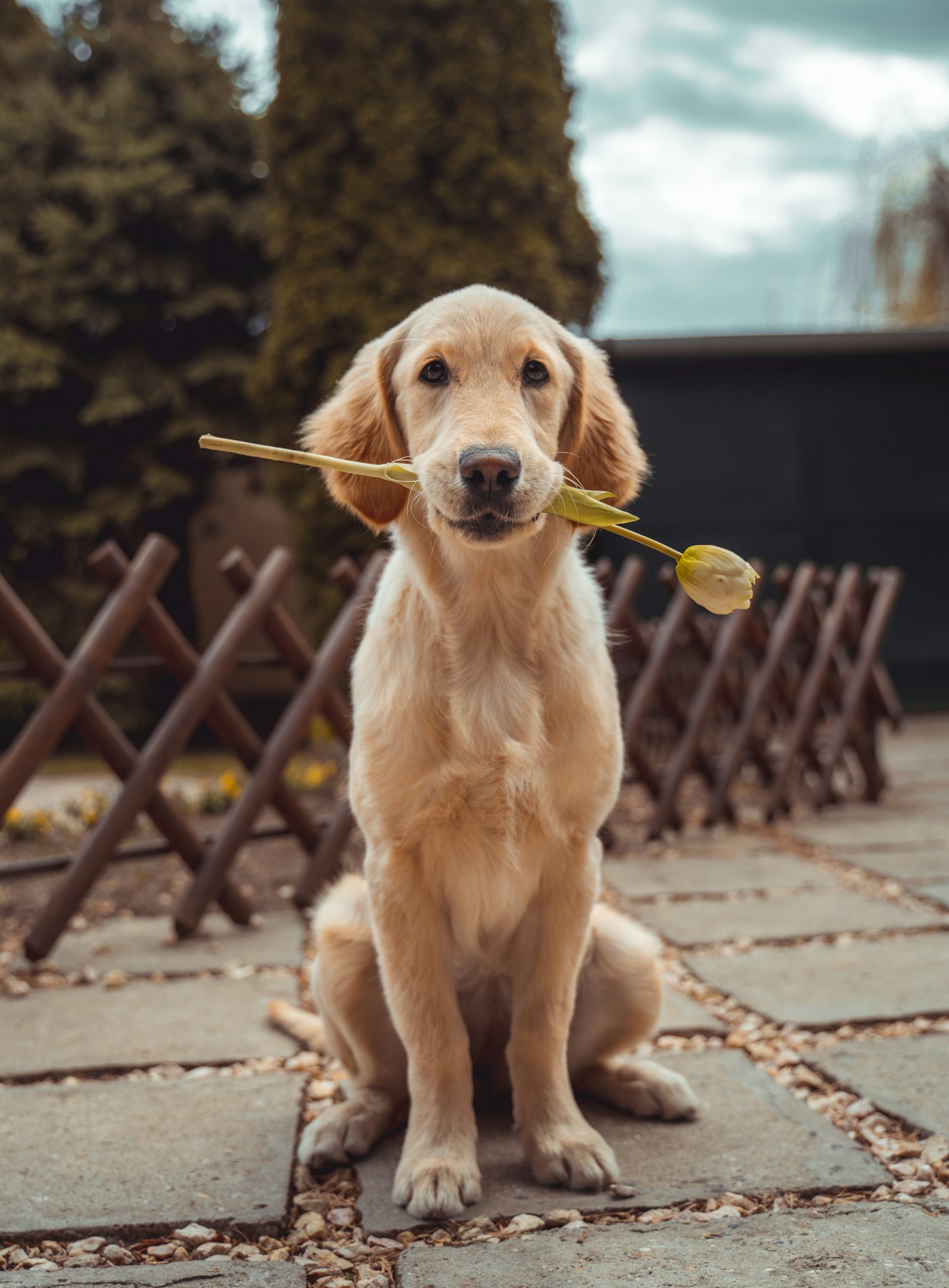 Golden Retriever mit Blume als ruhiges Studio-Portrait