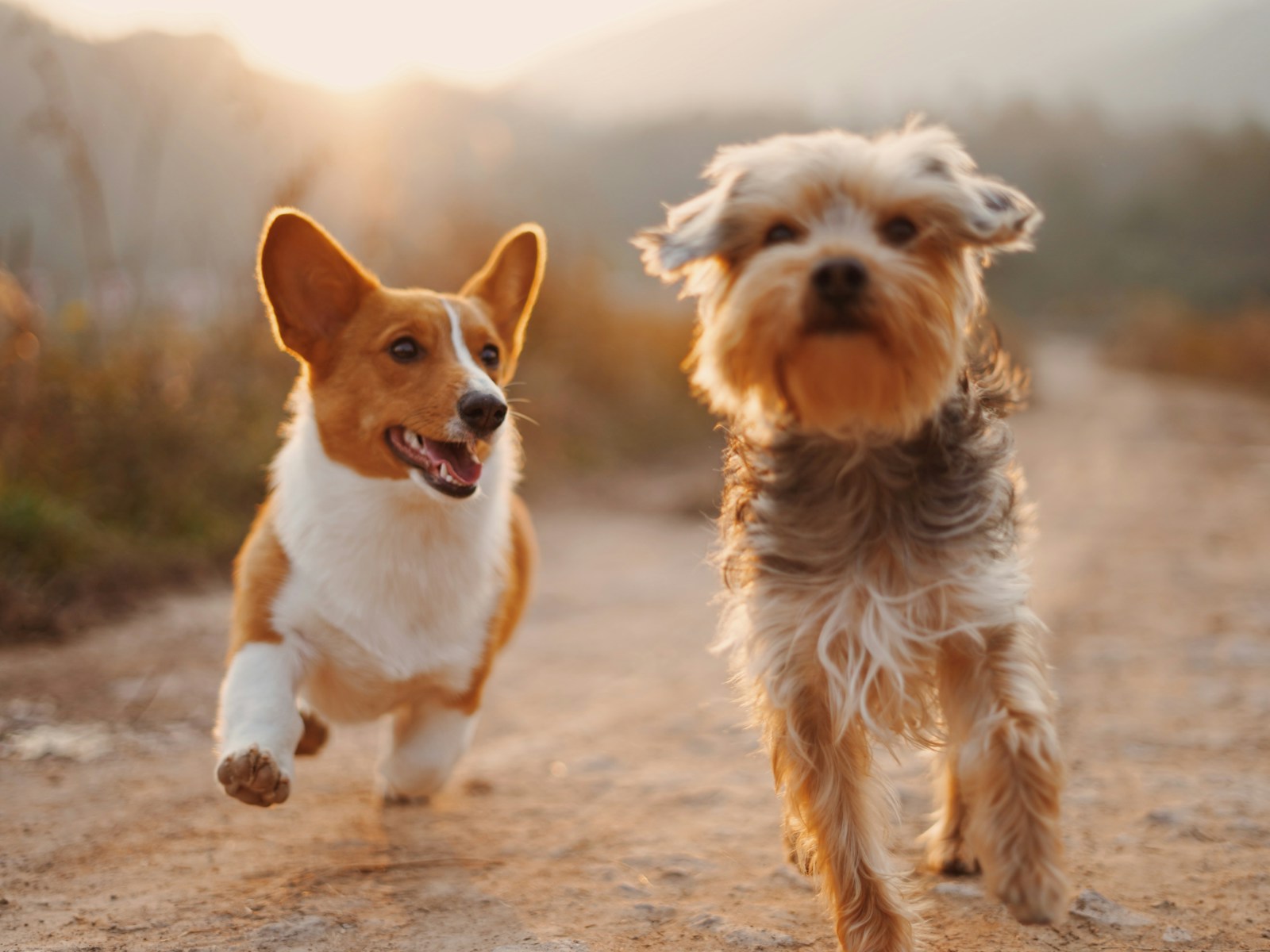 Zwei Hunde laufen im goldenen Abendlicht