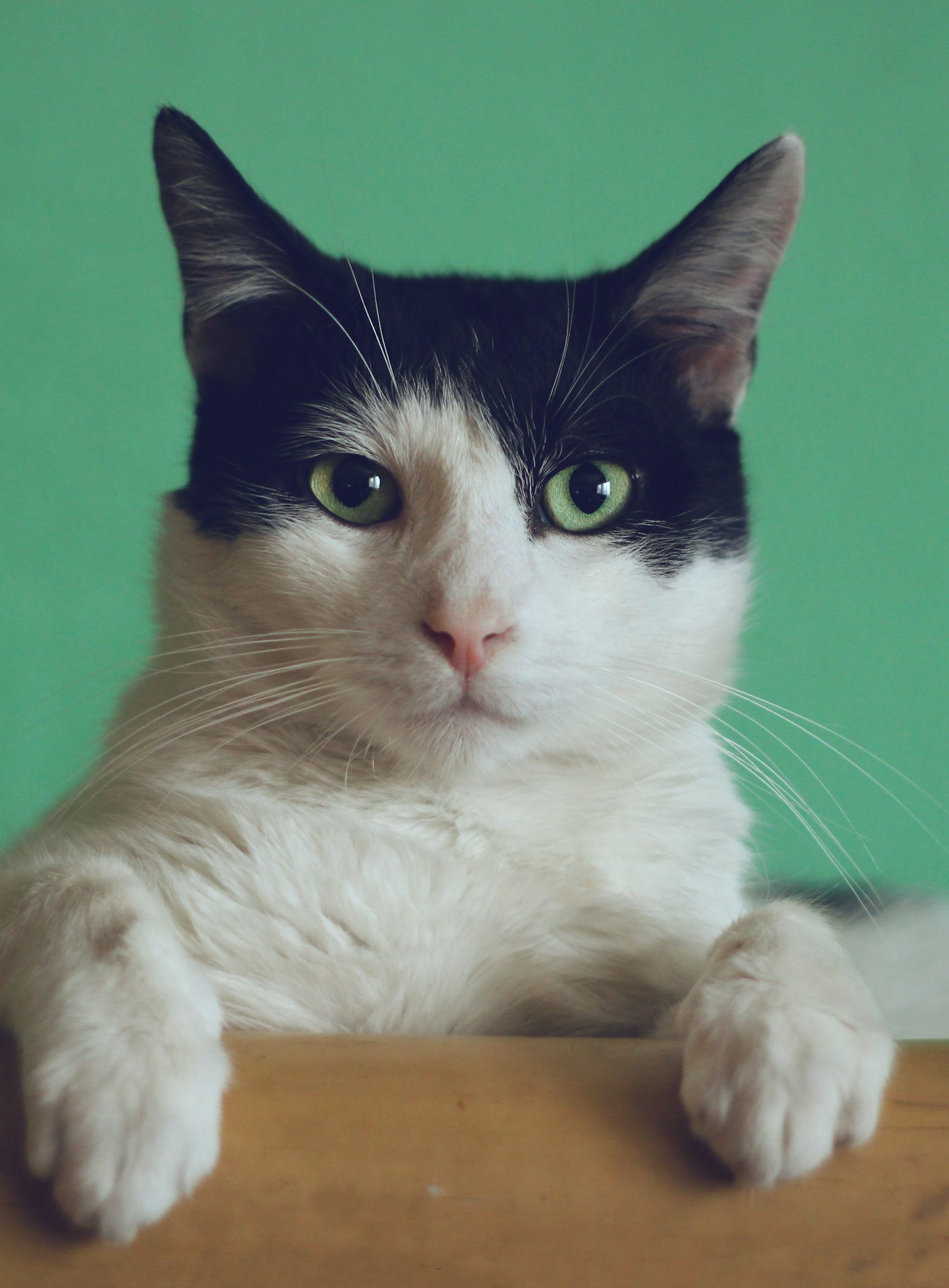 Schwarz-weiße Katze mit klarem Blick vor ruhigem Hintergrund