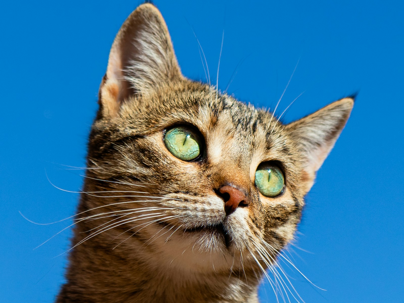 Getigerte Katze mit grünen Augen in hellem Licht