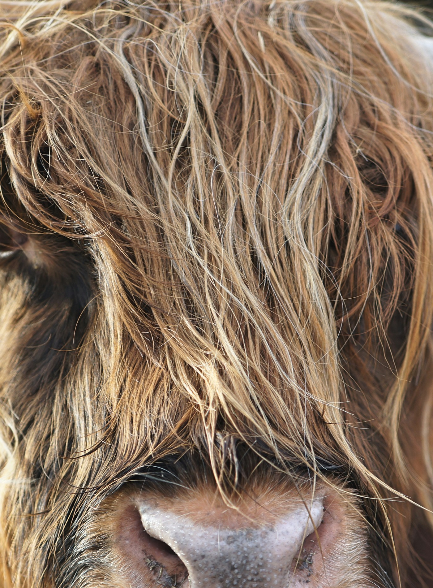 Nahes Highland-Rind-Portrait mit langem Fell