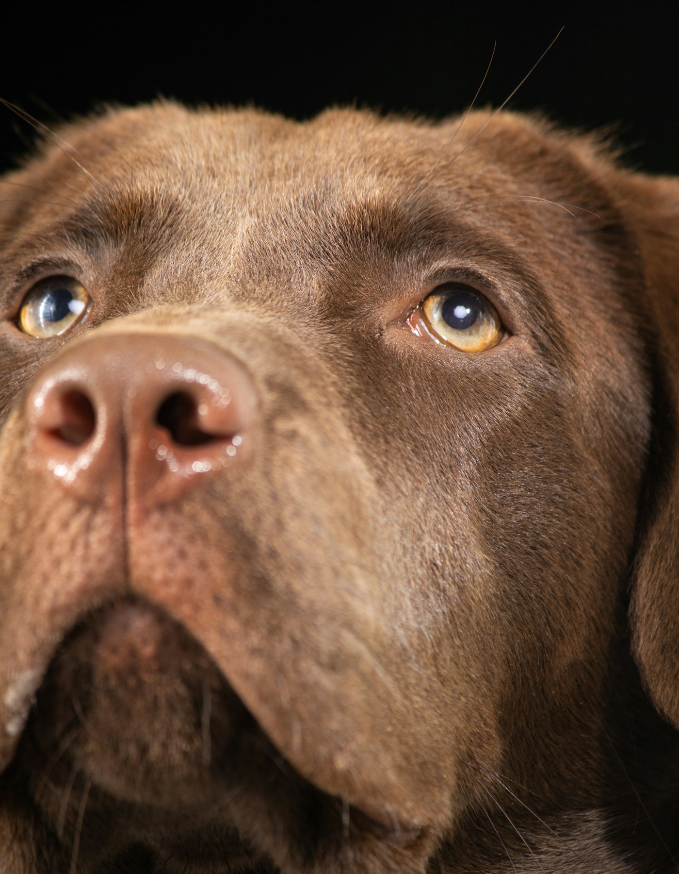 Nahes Hundeportrait mit ruhigem Blick und dunklem Hintergrund