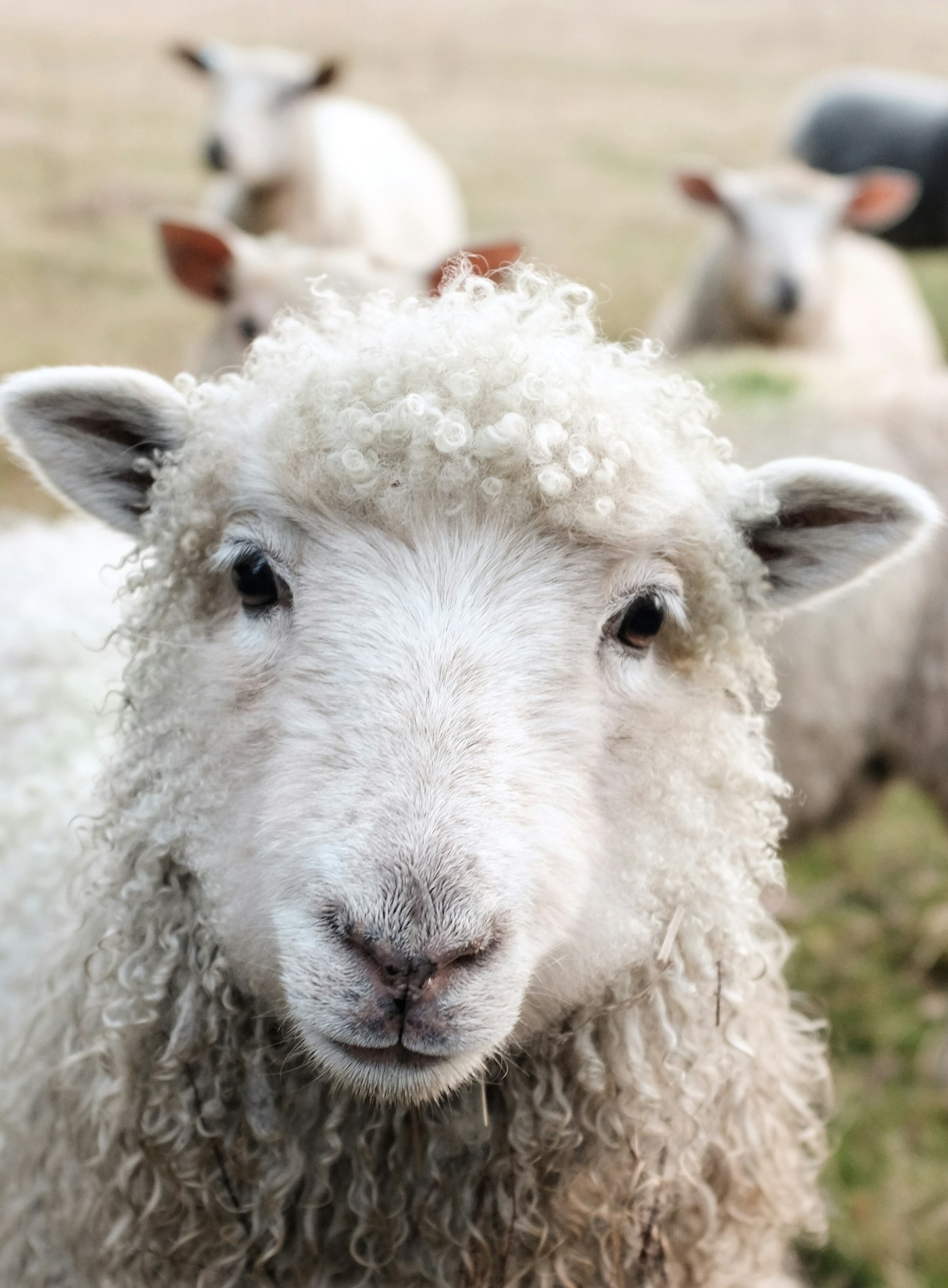 Helles Lamm frontal als sanftes Portrait