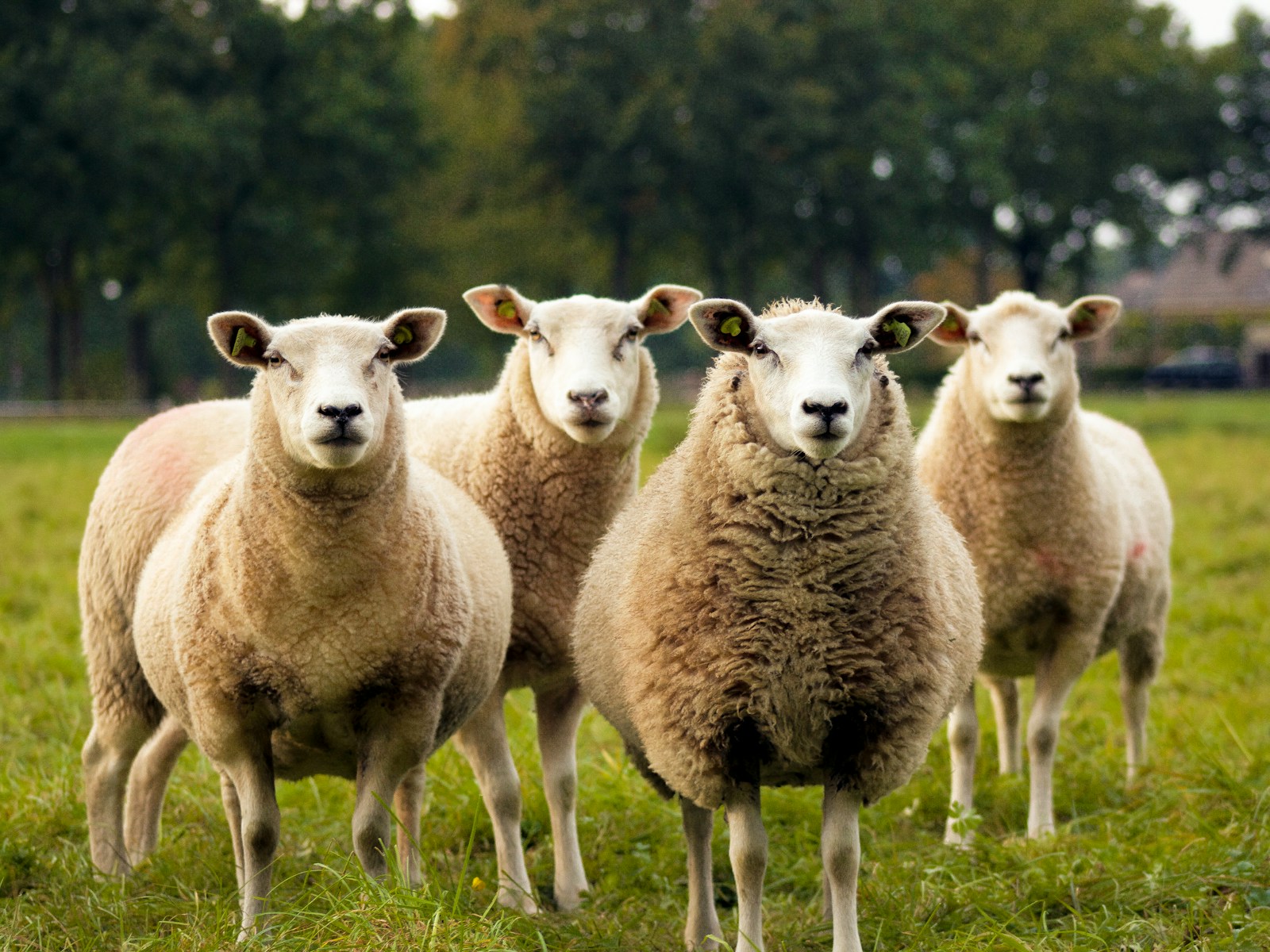 Eine kleine Schafherde steht ruhig auf der Wiese