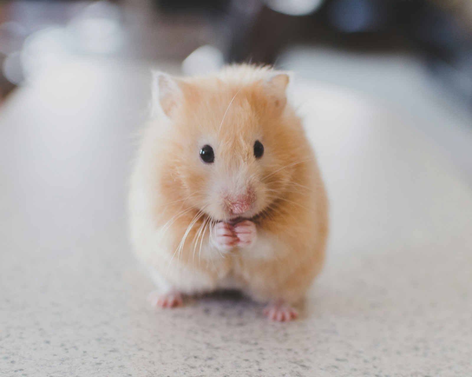 Hamster als sanftes Haustierportrait in hellem Zuhause