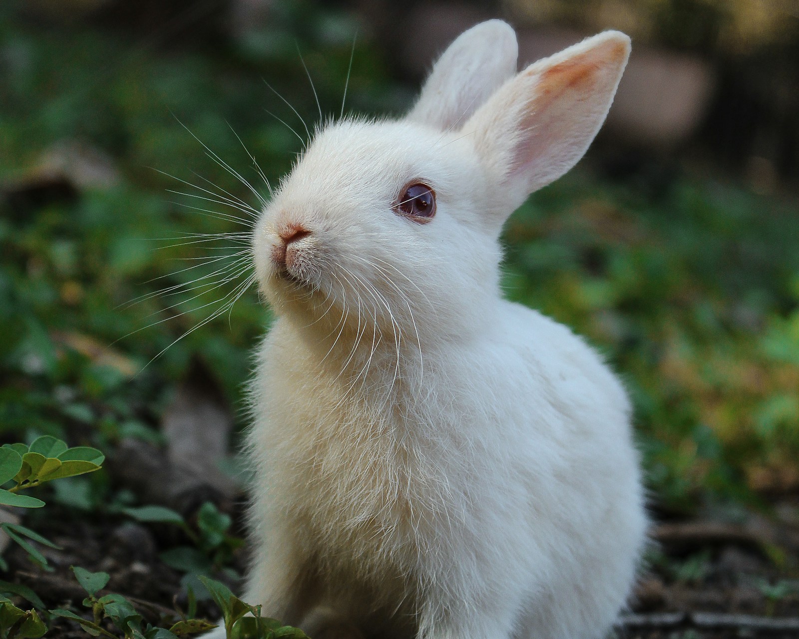 Kaninchen als ruhiges Portrait vor hellem Hintergrund