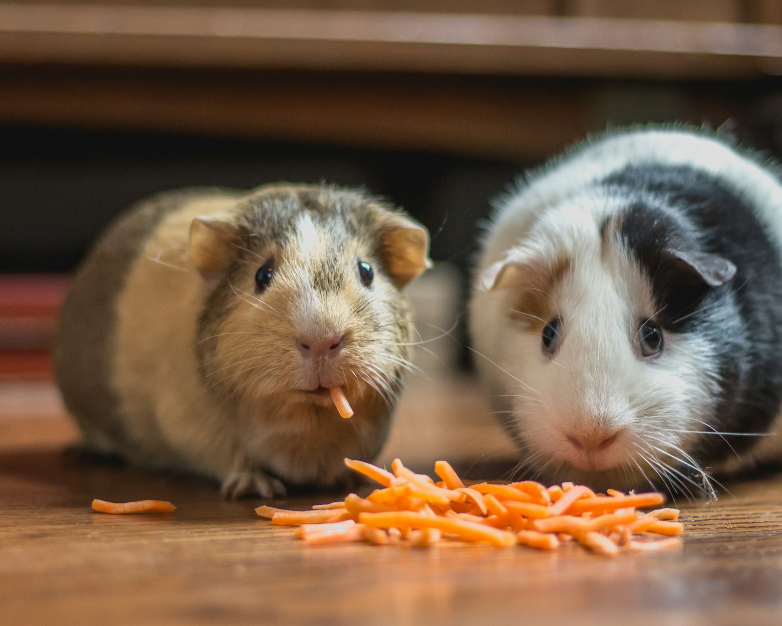 Zwei Meerschweinchen in einer natürlichen Haustierszene